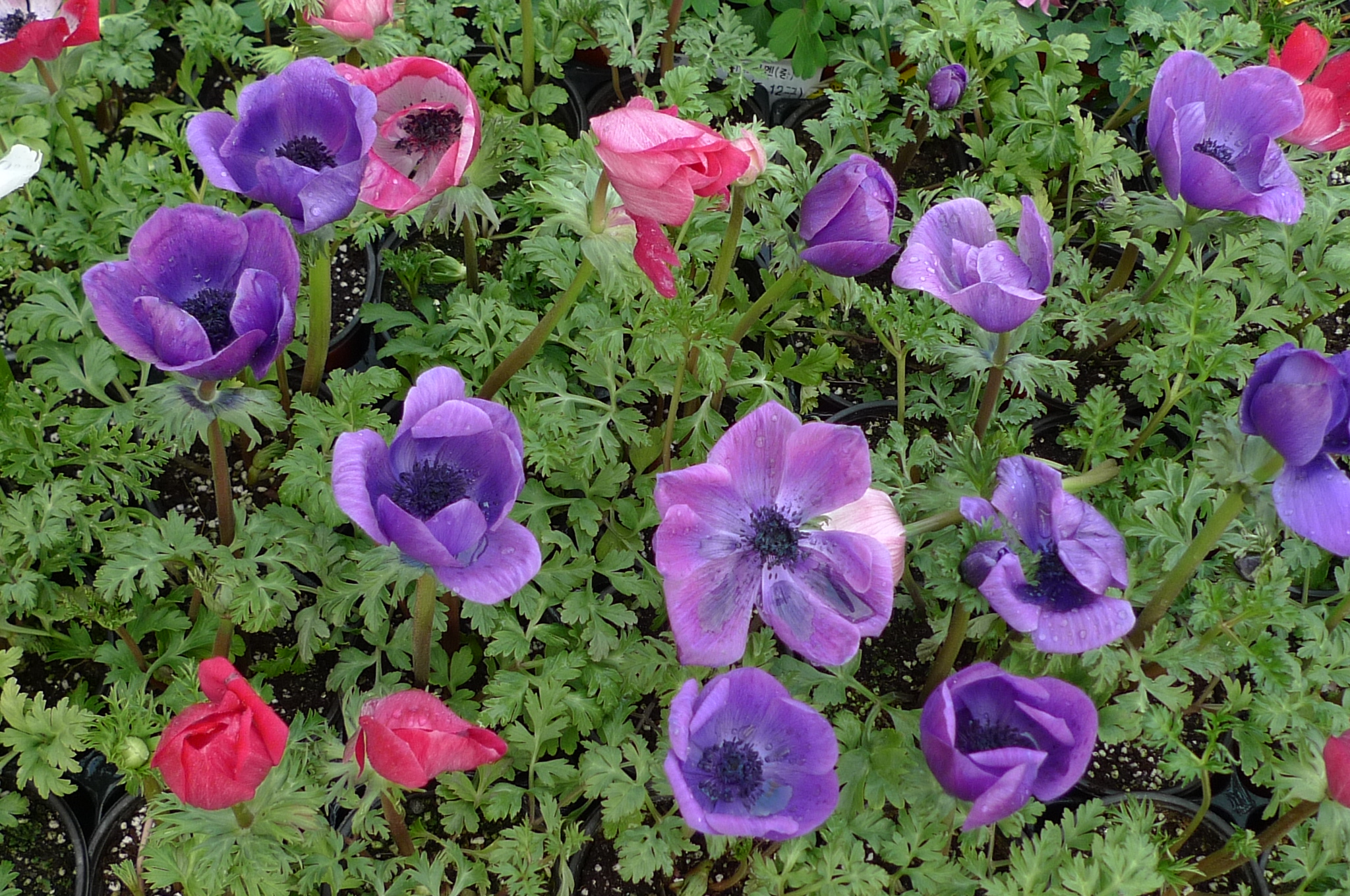 Anemone coronaria